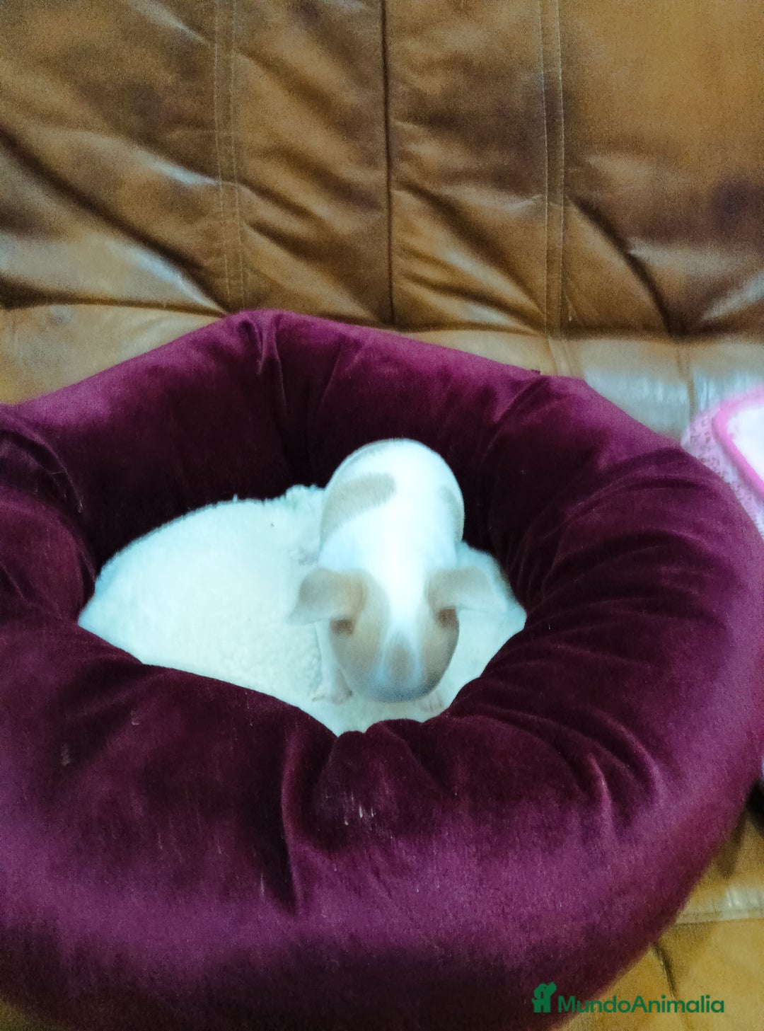 Chihuahua perros en venta: CHIHUAHUA TOY  - Anuncio 2