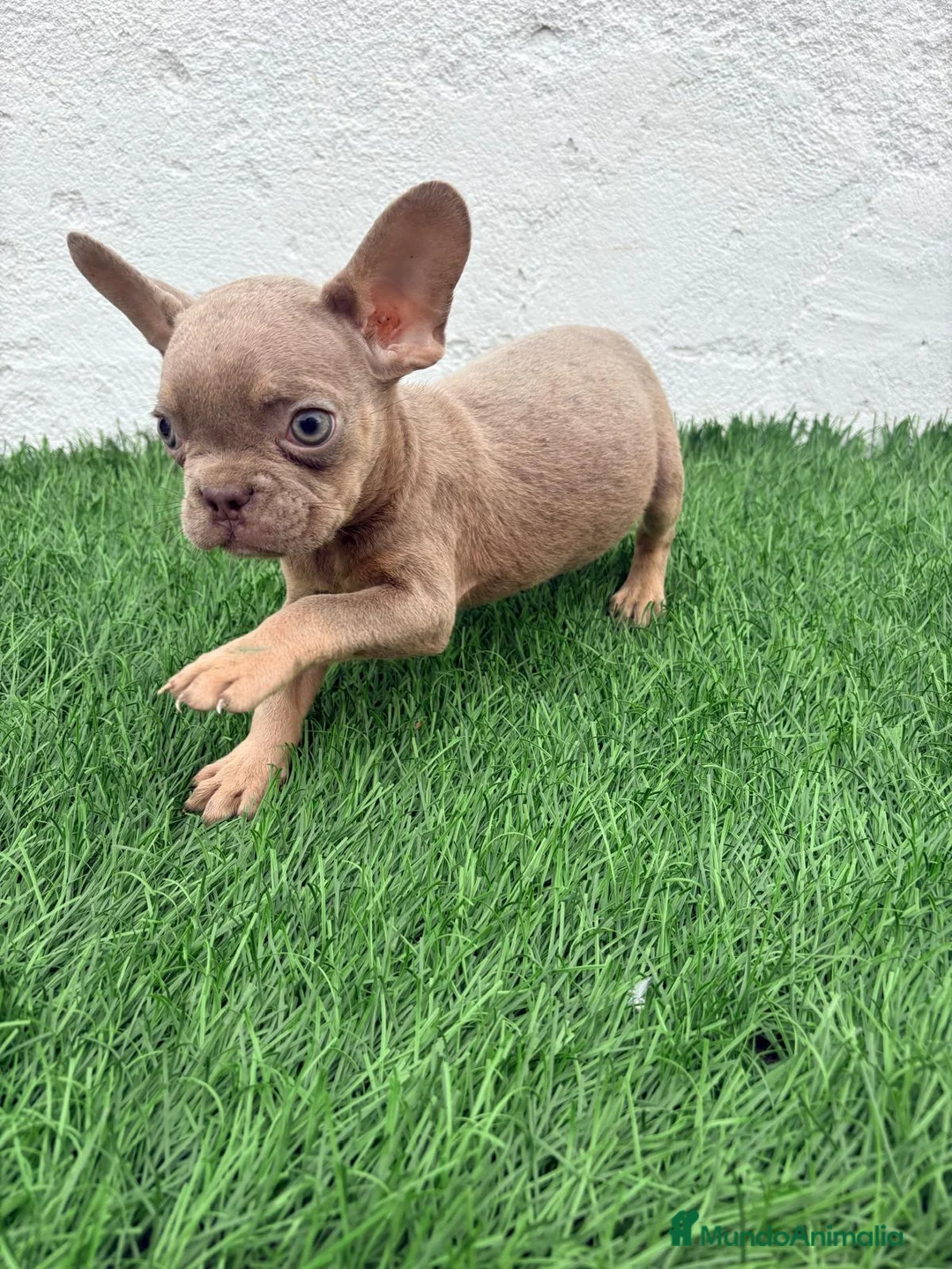 Bulldog Francés perros en venta: Bulldog Frances  - Anuncio 2