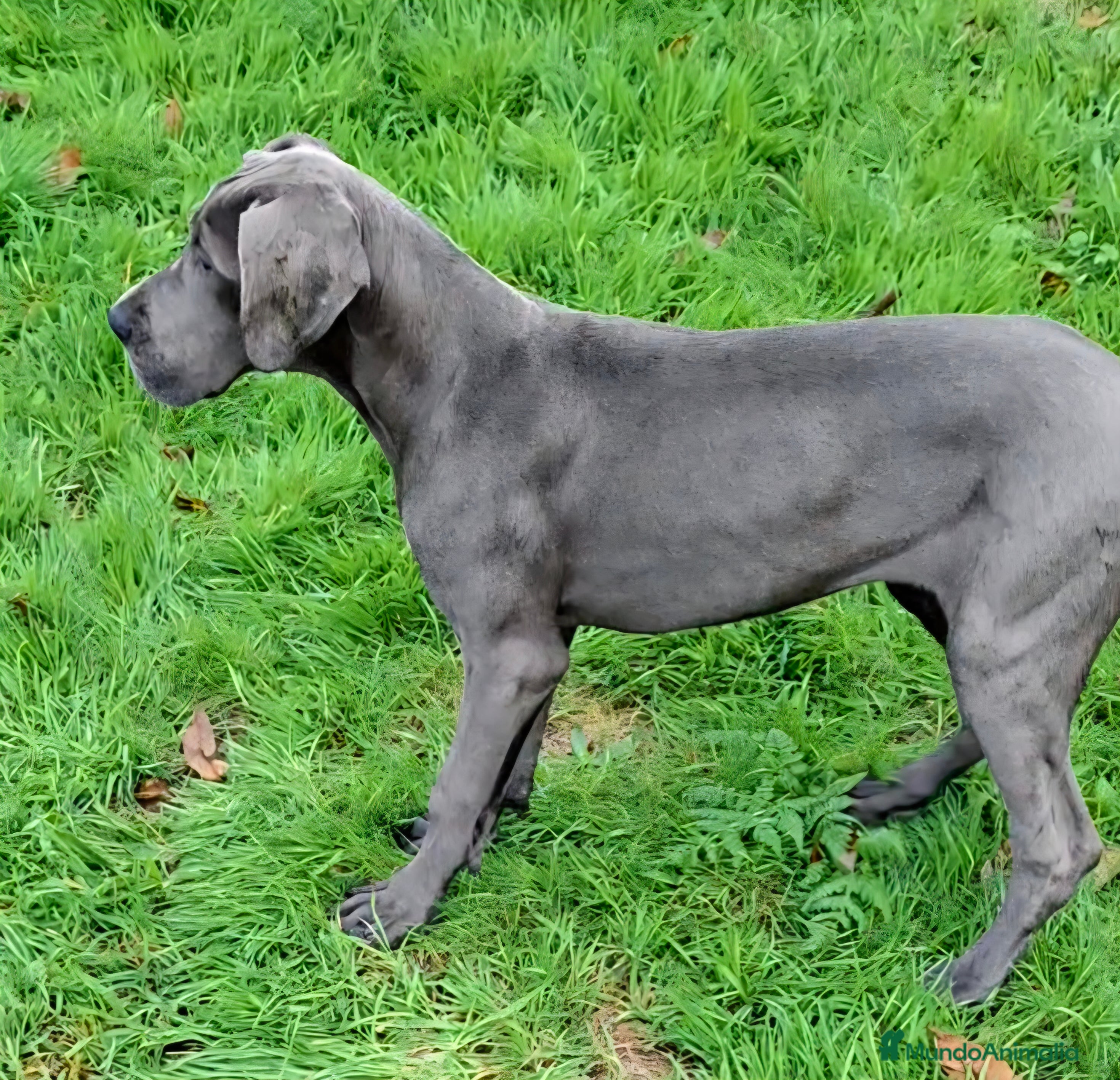 Dogo Alemán perros Hembra Dogo Alemán  - Anuncio 20