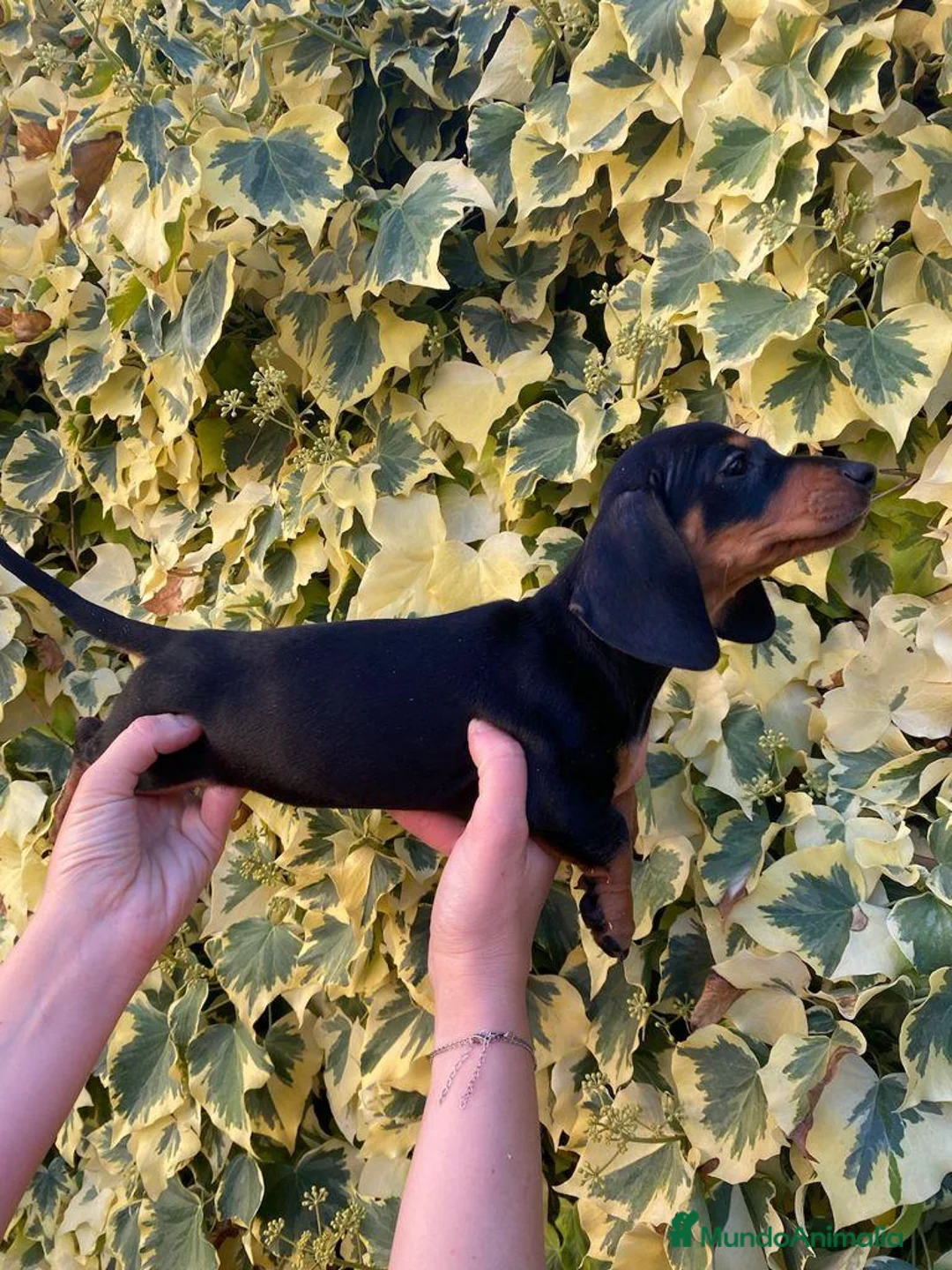 Teckel Miniatura perros en venta: Hembritas de Teckel Mini Negro Fuego - Anuncio 1