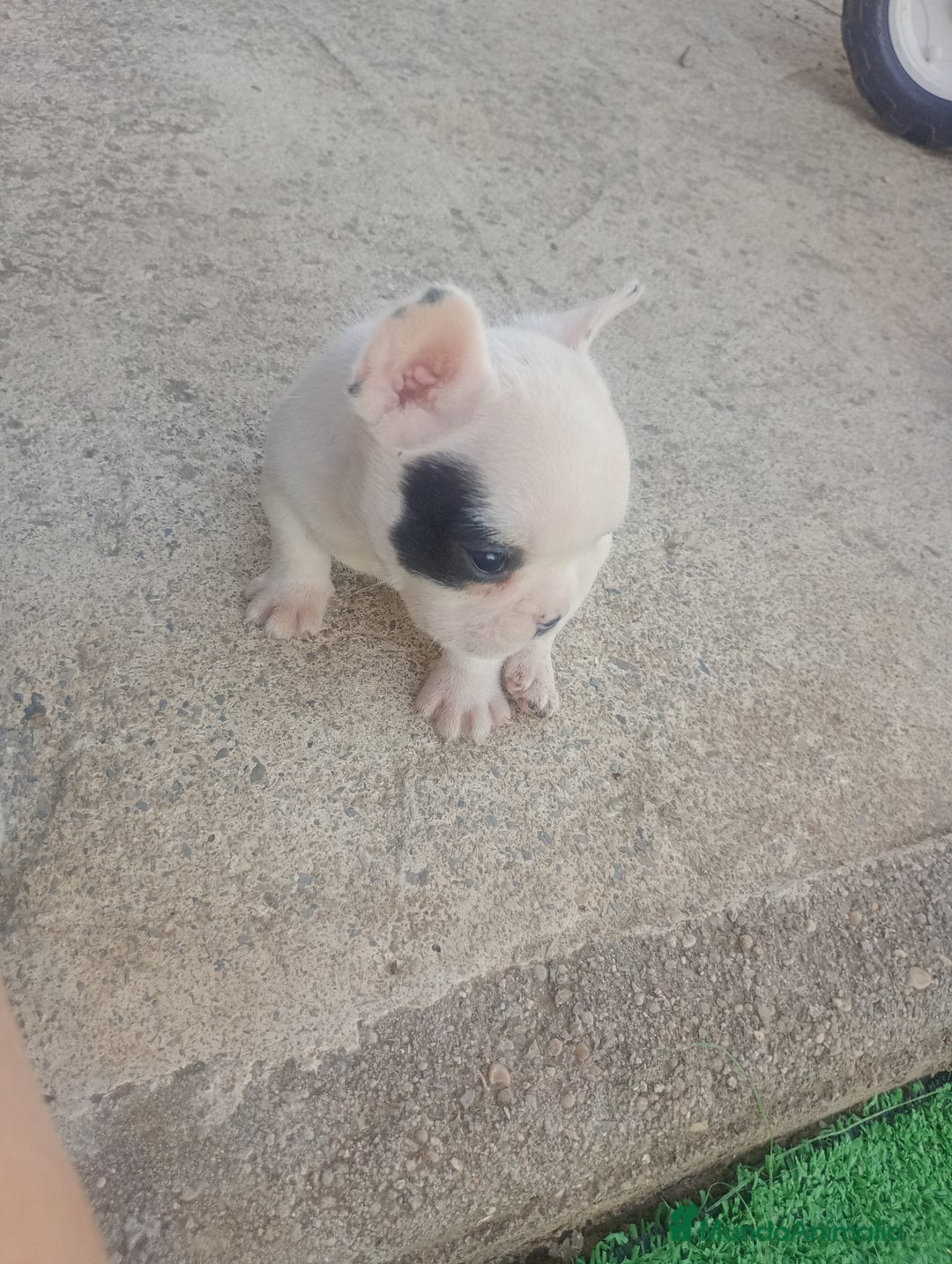 Bulldog Francés perros en venta: Último bulldog frances - Imagen 2