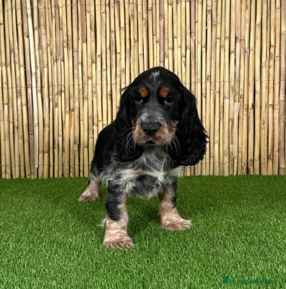 Cocker Spaniel Inglés perros COCKER SPANIEL INGLÉS - Anuncio 1