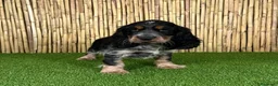 Cocker Spaniel Inglés perros en venta: COCKER SPANIEL INGLÉS - Anuncio 1