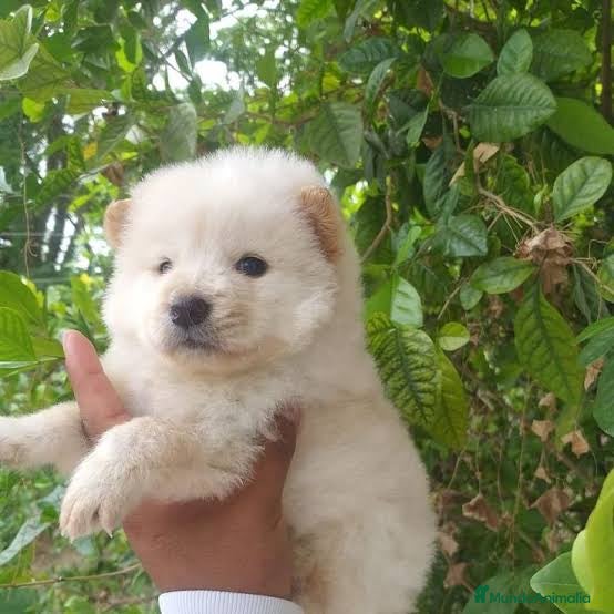 Chow Chow perros Chow chow hembra crema preciosa  - Anuncio 1