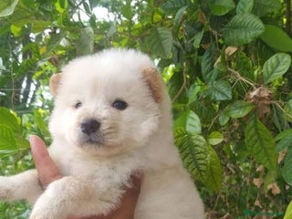 Chow Chow perros - Anuncio 3