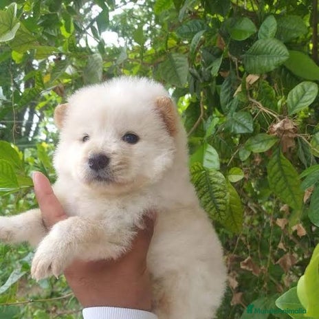 Chow Chow perros - Anuncio 1