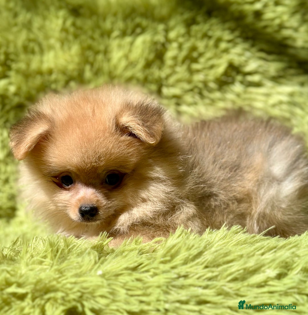 Pomerania perros en venta: POMERANIA CREMA DISPONIBLE - Imagen 6