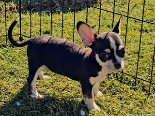 Chihuahua perros Chihuahua - Anuncio 25