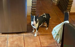 Bull Terrier Miniatura perros en venta: Bullterrier mini hembra excelentes líneas  - Anuncio 8