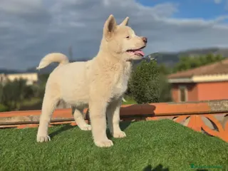 Akita Inu perros Akita - Anuncio 18
