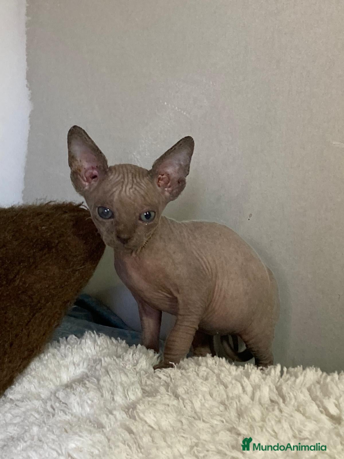 Sphynx gatos Gatita Sphynx preciosa  - Anuncio 2