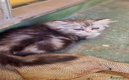 Persa gatos en venta: Gatos persa - Imagen 9