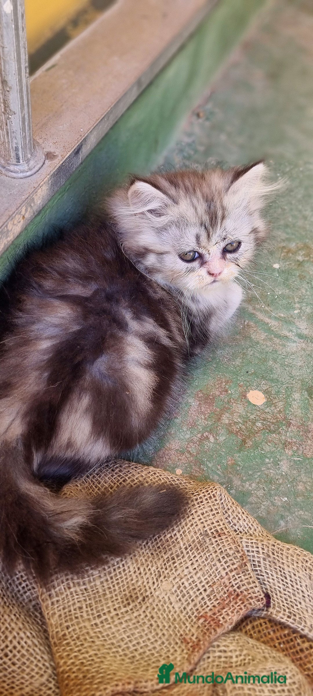 Persa gatos en venta: Gatos persa - Imagen 9