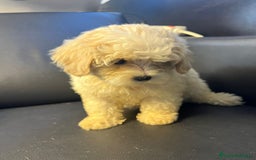 Maltipoo perros en venta: Maltipoo - Imagen 6