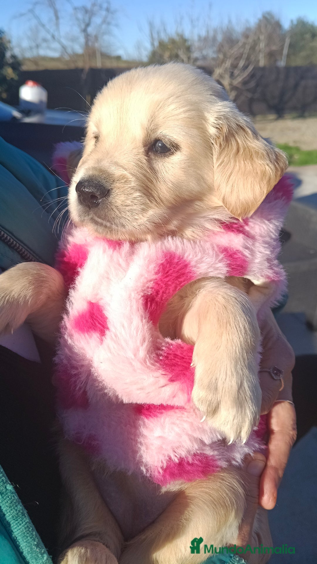 Golden Retriever perros en venta: Hembra de golden retriever  - Anuncio 3