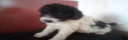 Perro de Agua Español perros en venta: Perro de Aguas MARISMEÑOS - Anuncio 5
