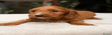 Cockapoo Cachorro 1
