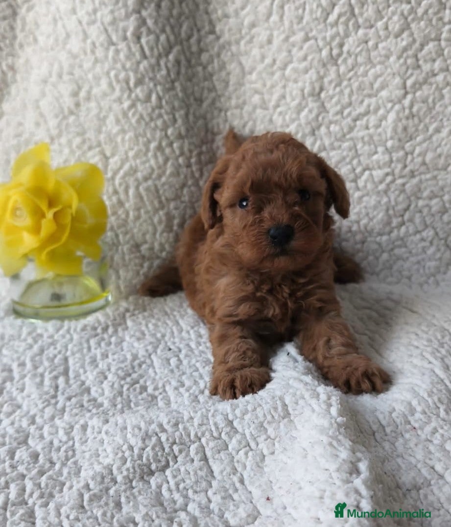 Caniche Toy perros Caniche toy - Anuncio 1