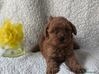 Caniche Toy perros Caniche toy - Anuncio 1