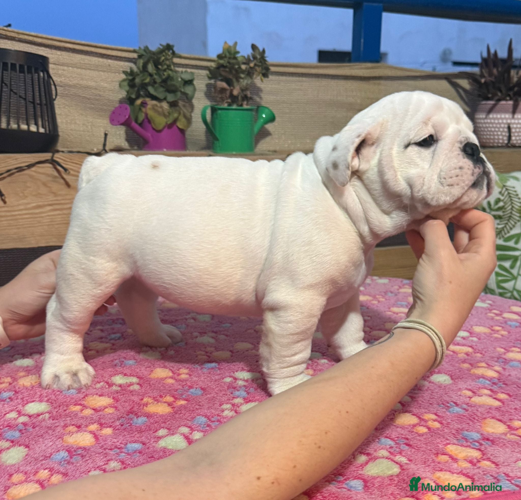 Bulldog Inglés perros Bulldog ingles calidad  - Anuncio 1