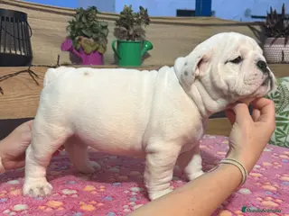 Bulldog Inglés perros Bulldog ingles calidad - Anuncio 16
