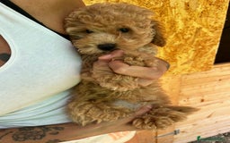 Caniche Toy perros en venta: Caniche toy Apricot  - Imagen 2