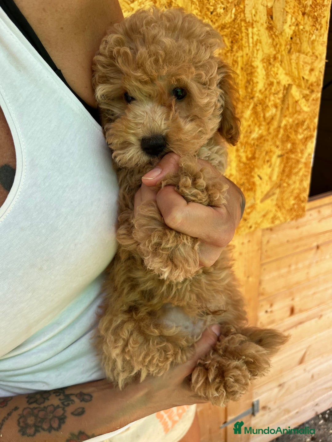Caniche Toy perros en venta: Caniche toy Apricot  - Imagen 2