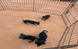 Pinscher Miniatura perros en venta: Pinscher miniatura negro fuego  - Anuncio 6