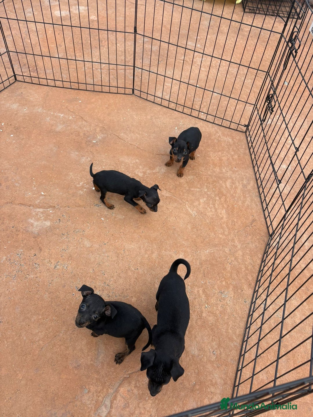 Pinscher Miniatura perros en venta: Pinscher miniatura negro fuego  - Anuncio 6