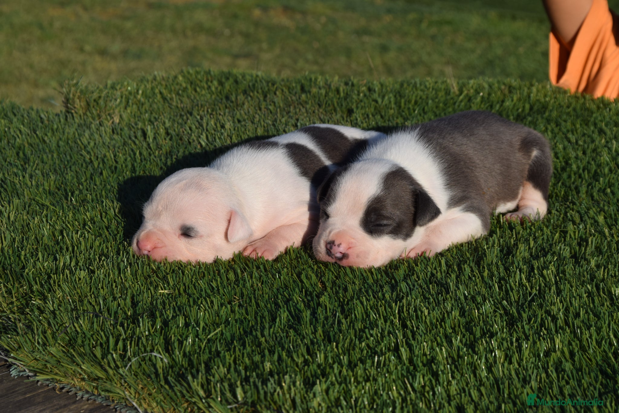 American Staffordshire-Terrier perros en venta: PEDIGREE AMERICAN STAFFORDSHIRE TERRIER BLUE  - Anuncio 23