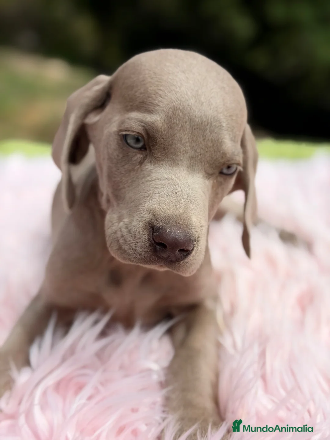 Weimaraner perros en venta: Brwco de Weimar hembra  - Anuncio 2