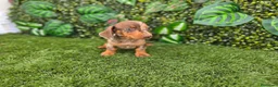 Teckel Miniatura perros en venta: TECKEL MINIATURA KANNINCHEN - Anuncio 2