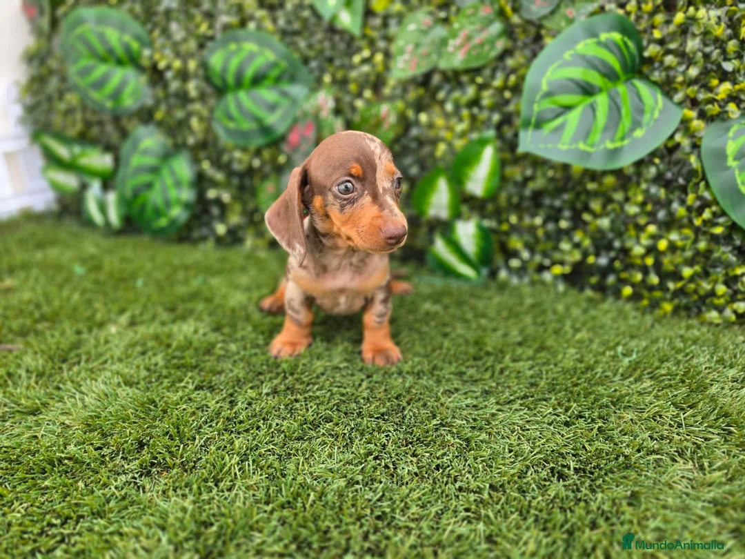 Teckel Miniatura perros en venta: TECKEL MINIATURA KANNINCHEN - Anuncio 2