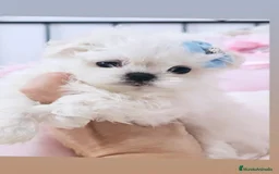 Bichón Maltés perros en venta: Micro maltes coreano  - Imagen 2