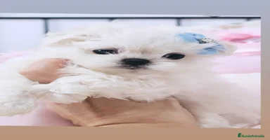 Bichón Maltés perros - Propaganda 1
