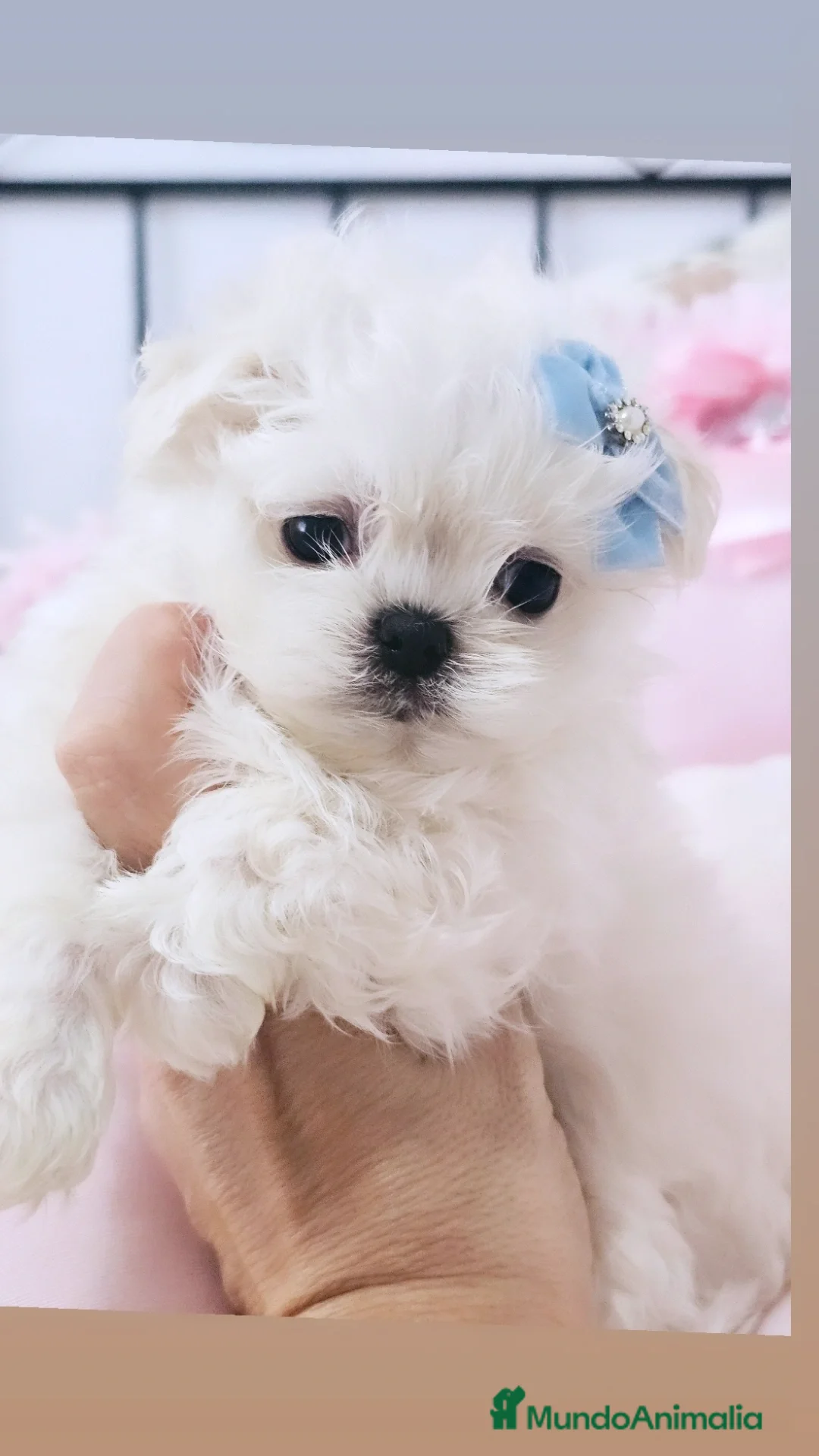Bichón Maltés perros en venta: Micro maltes coreano  - Imagen 2