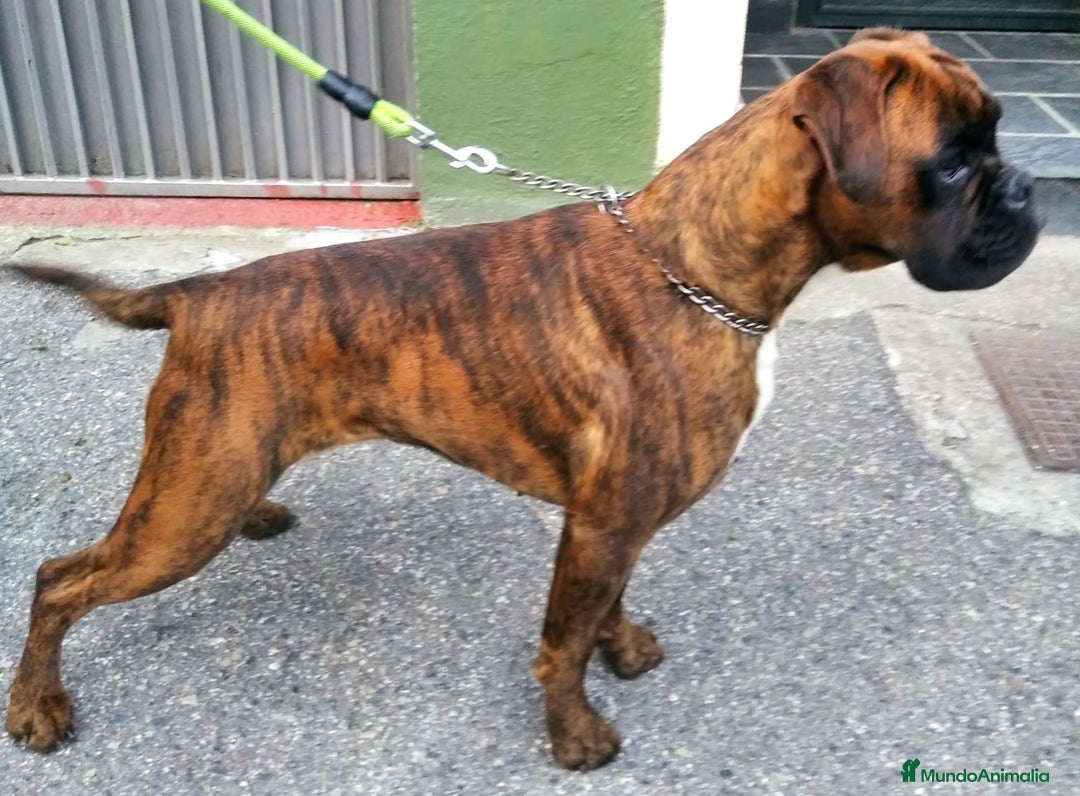 Boxer perros en venta: Bóxer del Pimpanón Camada "i" - Anuncio 2