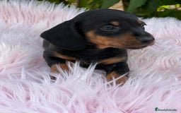Teckel Miniatura perros en venta: Teckel miniatura  - Imagen 7