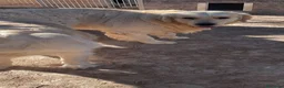 Golden Retriever perros en venta: GOLDEN RETRIEVER DE CAMPEONES - Anuncio 1