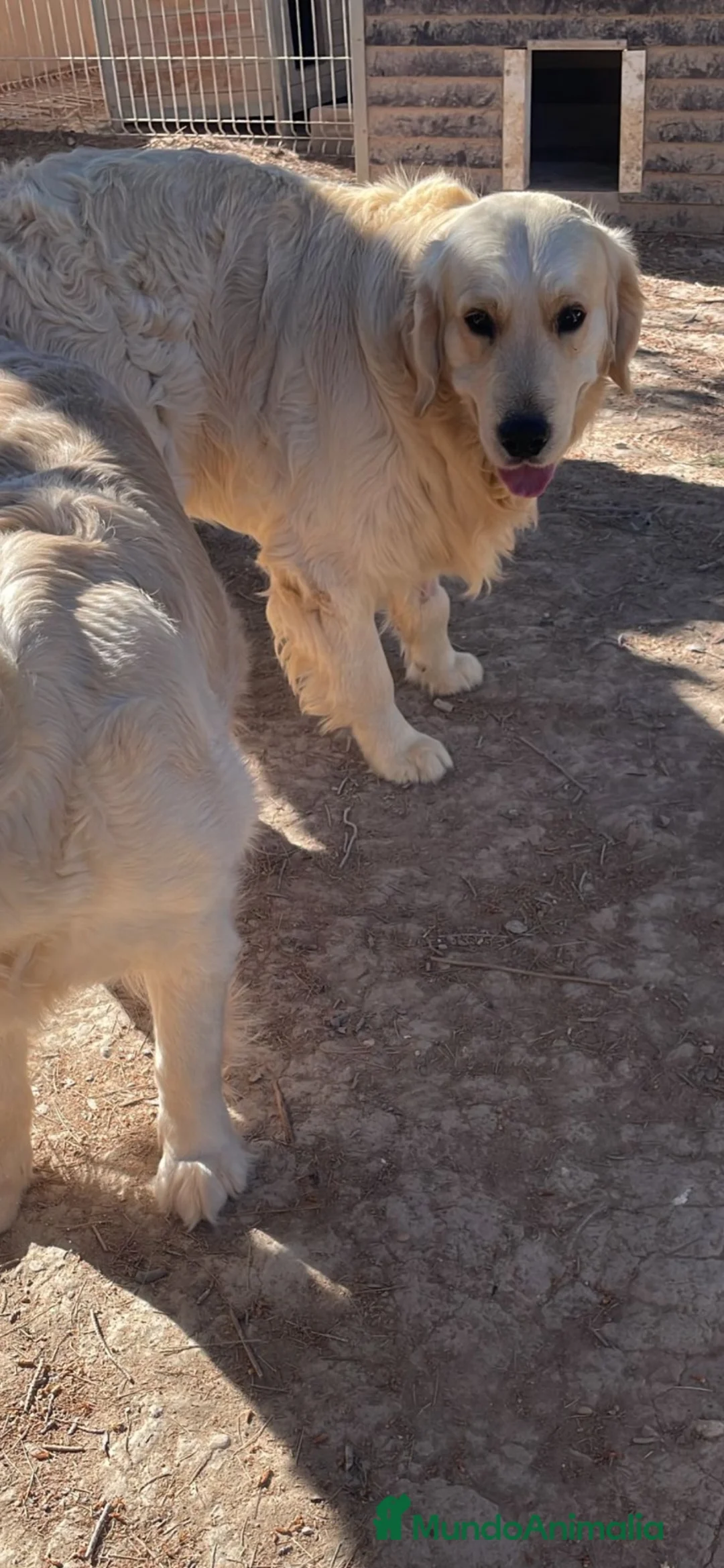 Golden Retriever perros en venta: GOLDEN RETRIEVER DE CAMPEONES - Anuncio 1