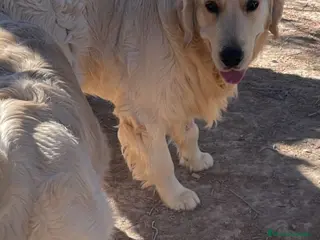 Golden Retriever perros GOLDEN RETRIEVER DE CAMPEONES - Anuncio 1