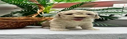 Perro de Agua Español perros en venta: PERRO DE AGUA ESPAÑOL-RABON - Anuncio 5