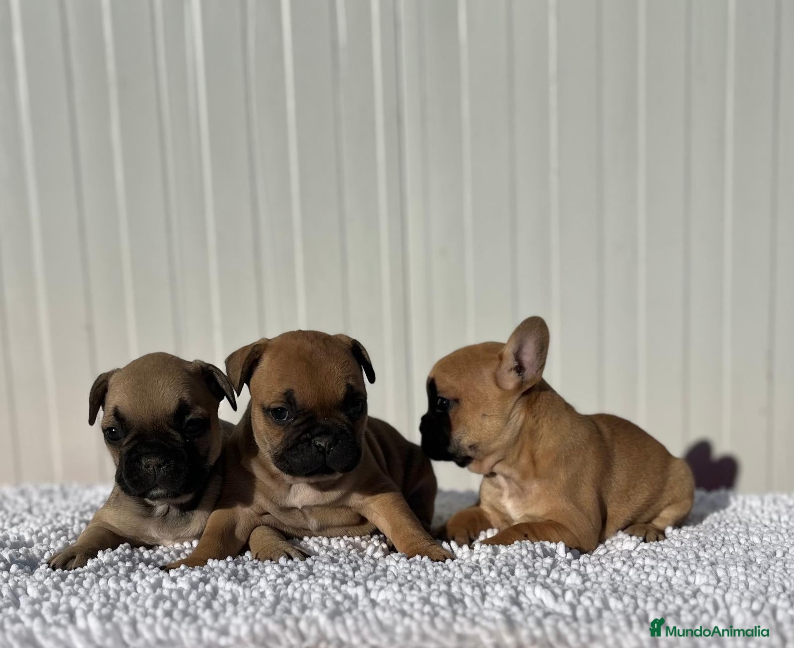 Bulldog Francés perros Bulldog francés cachorros Fwan  - Anuncio 2