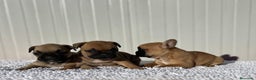 Bulldog Francés perros en venta: Bulldog francés cachorros Fwan  - Anuncio 2