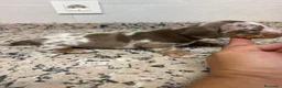 Teckel Miniatura perros en venta: TECKEL ARLEQUIN CHOCOLATE PIEBALD - Anuncio 3