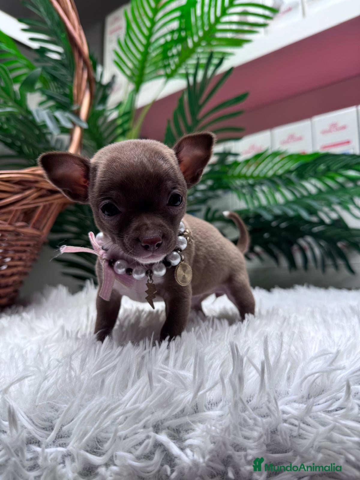 Chihuahua perros CHIHUAHUA HEMBRA - Anuncio 5