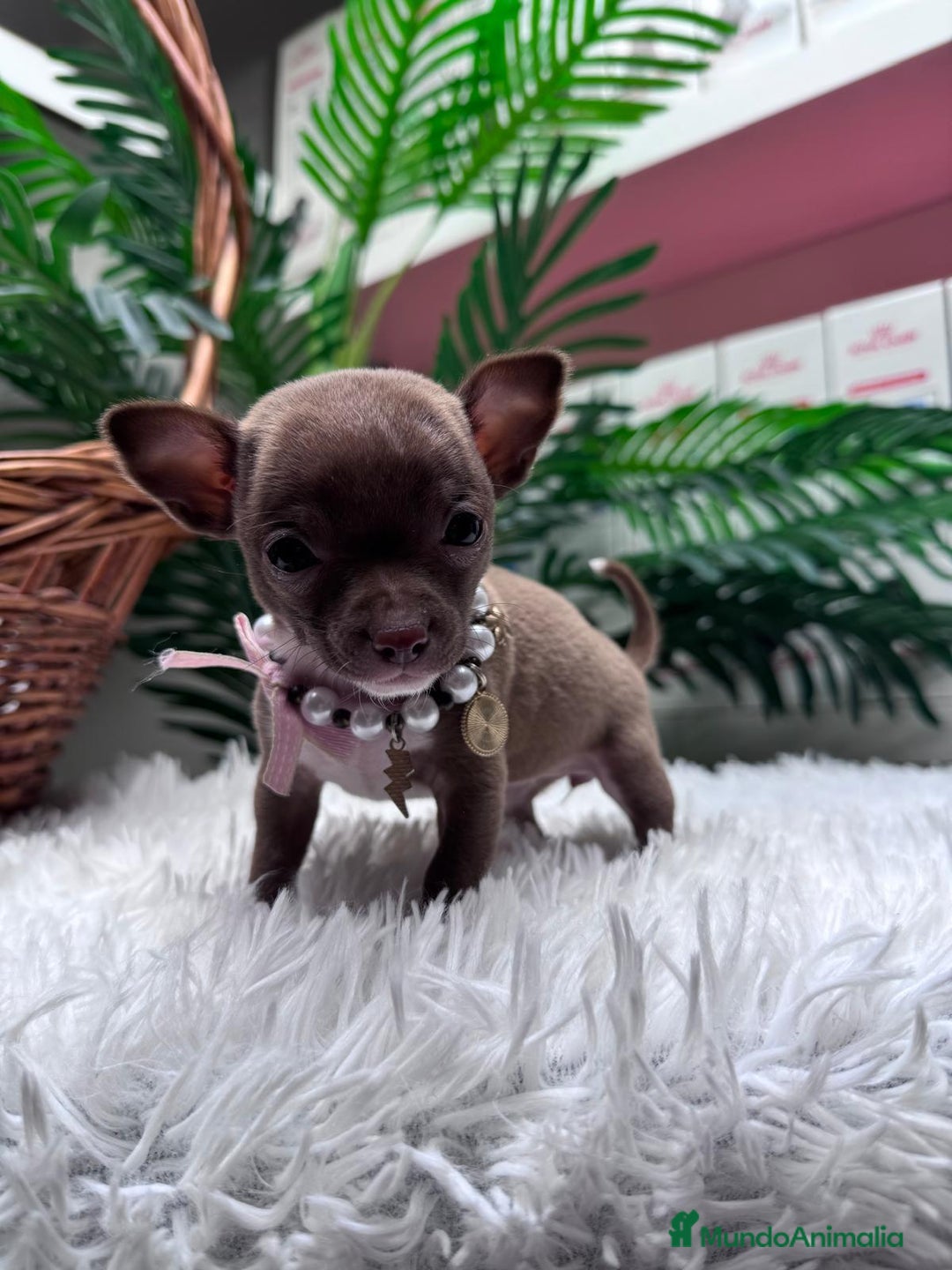 Chihuahua perros en venta: CHIHUAHUA HEMBRA - Anuncio 1