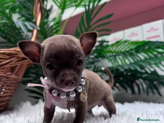 Chihuahua perros CHIHUAHUA HEMBRA - Anuncio 2