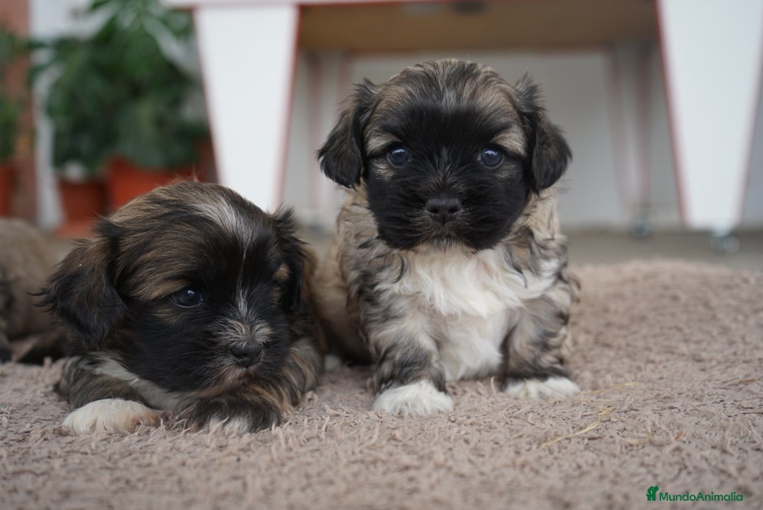 Maltipoo perros en venta: 🌼 Maxi y Boom – Maltipoo en tonos crema 🐾 - Imagen 3
