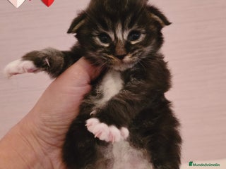 Maine Coon gatos Gatitos Maine Coon - Anuncio 1